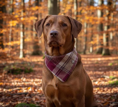 Colorful custom pet bandanas from Pinlord.com featuring fun patterns and adjustable fit for dogs and cats.