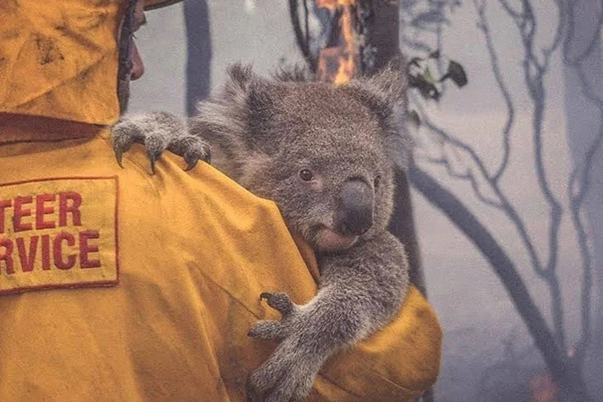 Currumbin Wildlife Hospital koala conservation support and bushfire recovery campaign by YourStuffMade.com