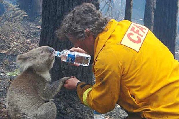 Koala bushfire recovery support campaign image for Currumbin Wildlife Hospital